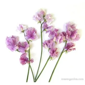 Sweet Pea: Fragrant Rasberry Twirl by Renee's Seeds